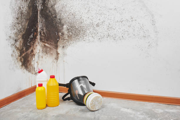 Best Best Mold Removal Companies  in Broad Brook, CT