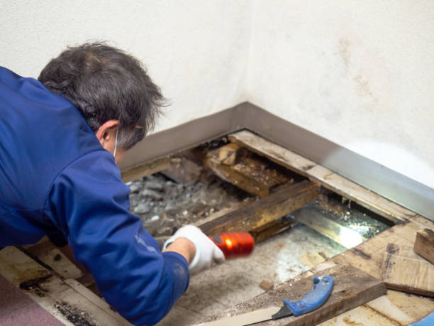 Mold Removal Process in Broad Brook, CT