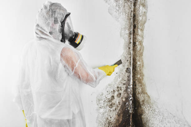 Best Professional Mold Removal  in Broad Brook, CT
