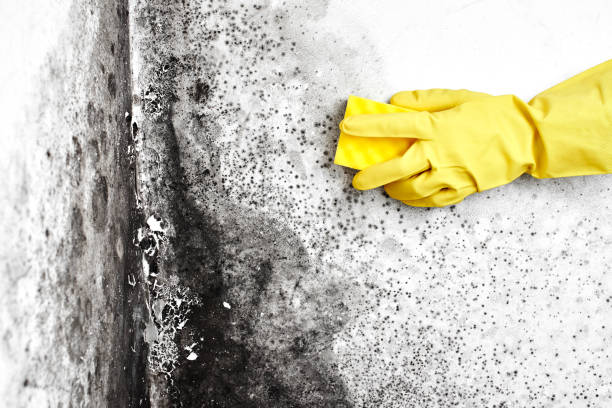Best Commercial Mold Removal  in Broad Brook, CT