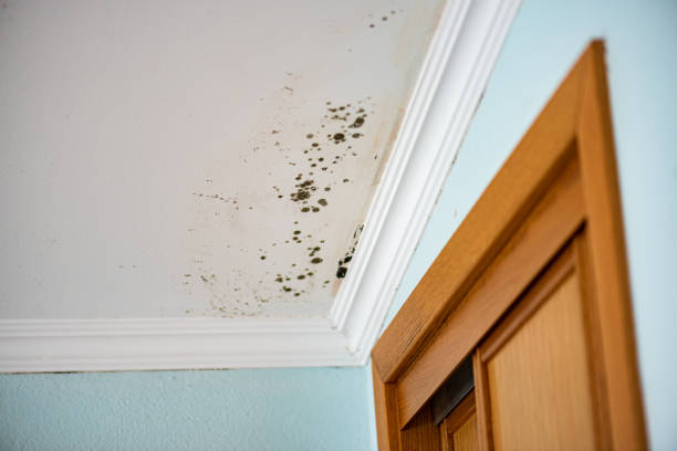 Best Black Mold Removal  in Broad Brook, CT