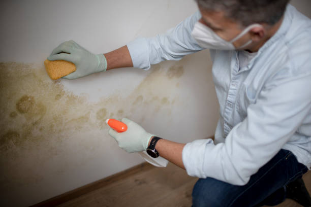 Best Mold Cleaning Services  in Broad Brook, CT