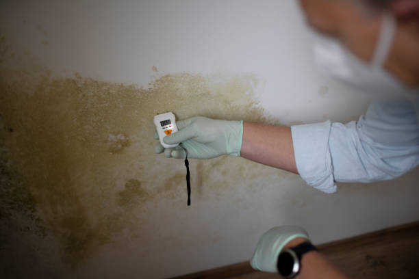 Attic Mold Removal in Broad Brook, CT