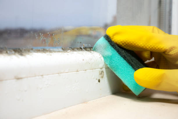 Mold Removal and Inspection in Broad Brook, CT