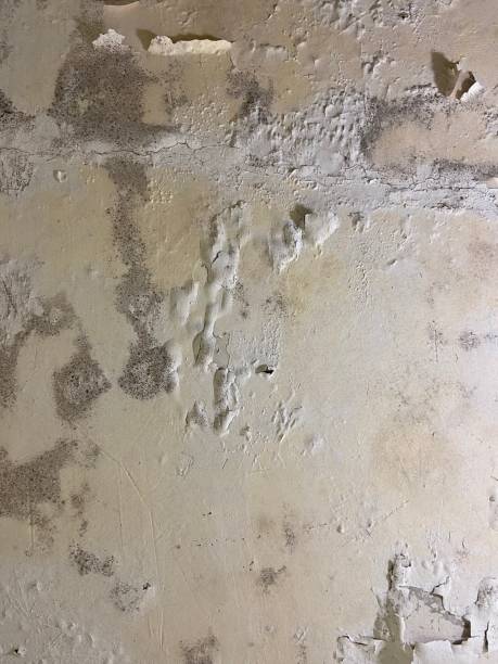 Reliable Broad Brook, CT Mold Removal Solutions