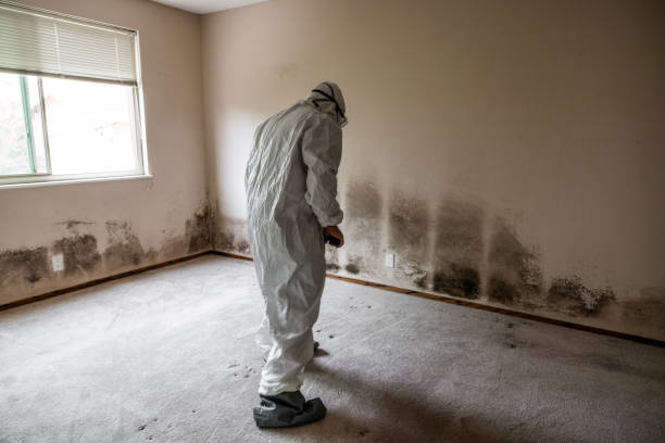 Best Toxic Mold Removal  in Broad Brook, CT