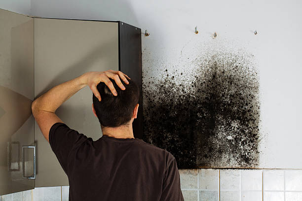 Best Office Mold Removal Services  in Broad Brook, CT