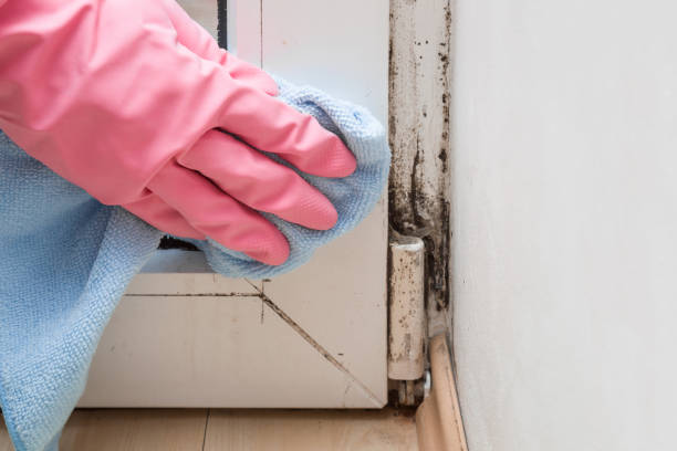 Best Mold Removal and Inspection  in Broad Brook, CT