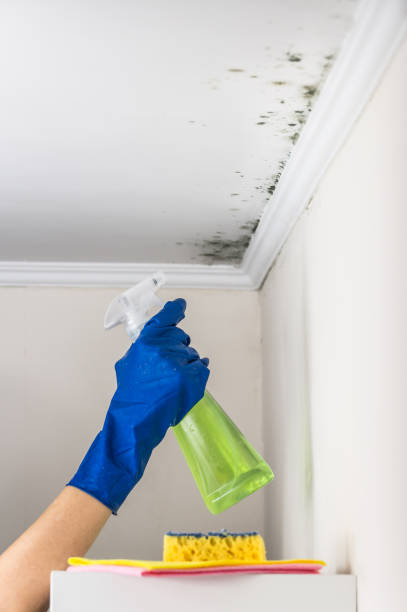 Best Affordable Mold Removal  in Broad Brook, CT